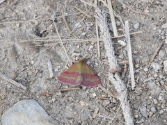 Phytometra viridaria