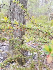 Berberis thunbergii