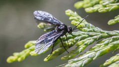 Phymatocera aterrima