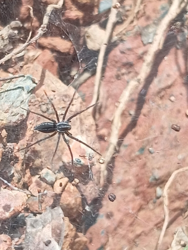 Sosippus mexicanus (Sosippus mexicanus)