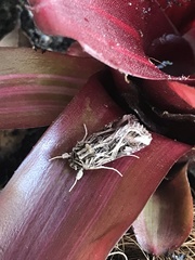 Spodoptera pulchella