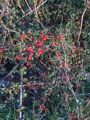 Cotoneaster horizontalis