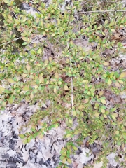 Berberis thunbergii