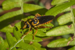 Laphria saffrana
