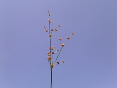 Juncus microcephalus