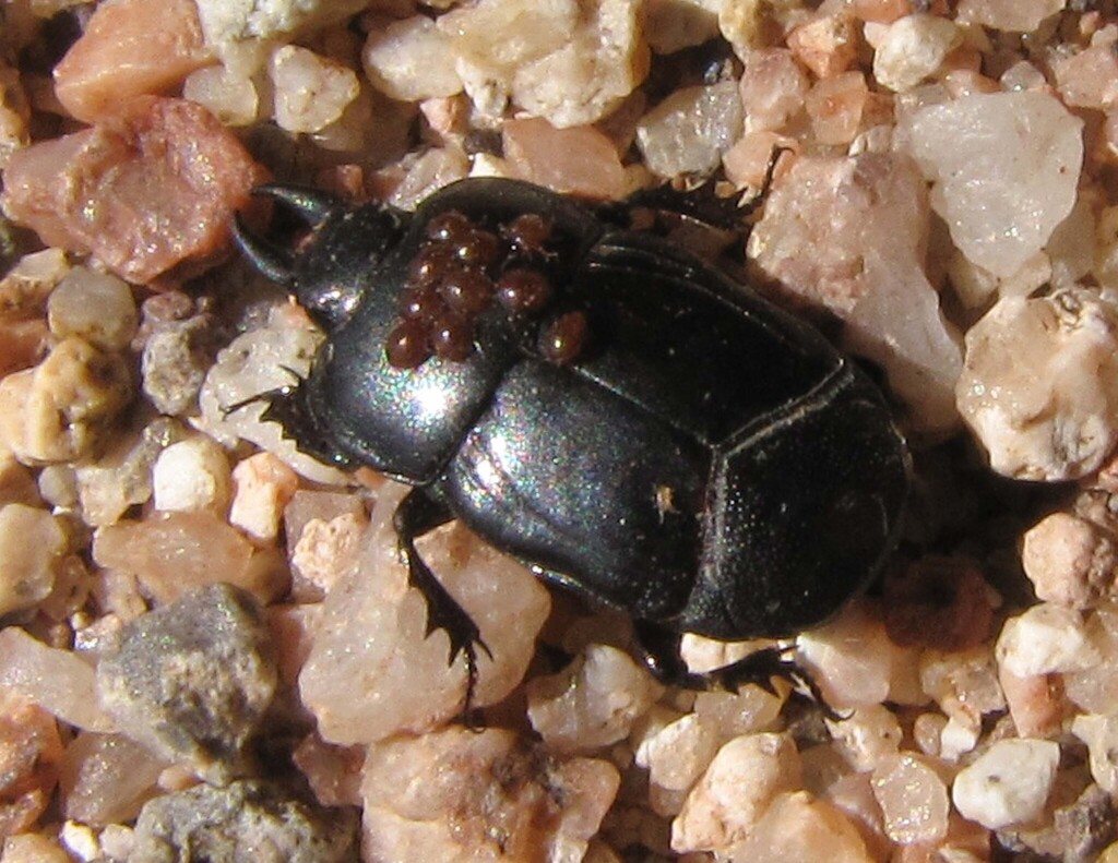 Iliotona cacti