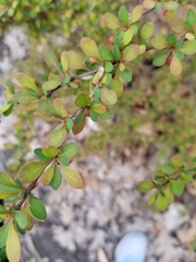 Berberis thunbergii