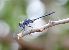 Trithemis dejouxi
