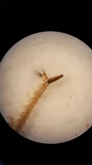 Aedes canadensis