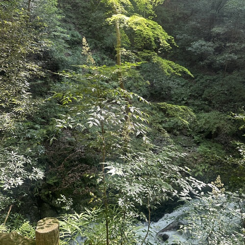 Heavenly bamboo