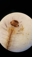 Aedes canadensis