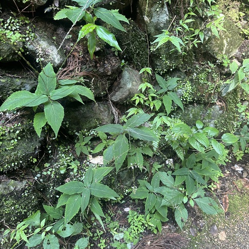 Phryma nana