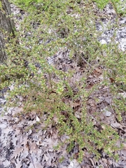 Berberis thunbergii