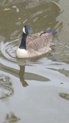 Branta canadensis