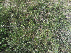 Trifolium dubium