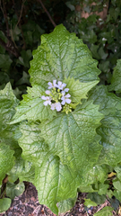 Alliaria petiolata