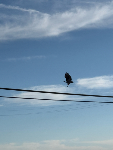 Red-tailed Hawk