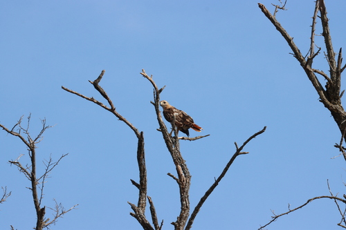 Red-tailed Hawk