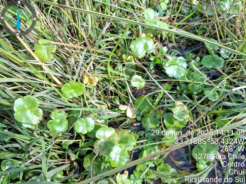 floating marsh pennywort