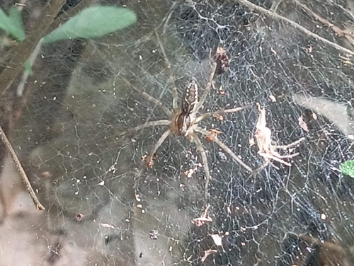 Sosippus californicus (Sosippus californicus)