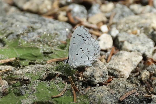 Cherry Gall Azure photo 3