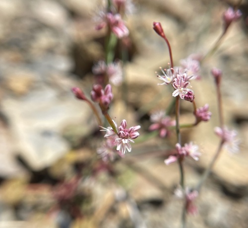 Eriogonum covilleanum, 2026-04-24