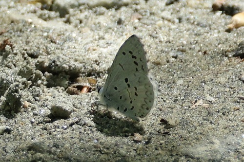 Cherry Gall Azure photo 5