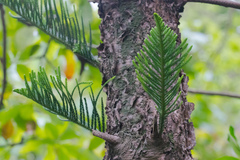 Araucariaceae