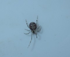 Theridion pictum