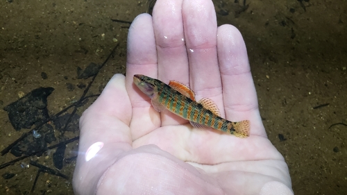 Christmas darter (Etheostoma hopkinsi) — Percidae — 3