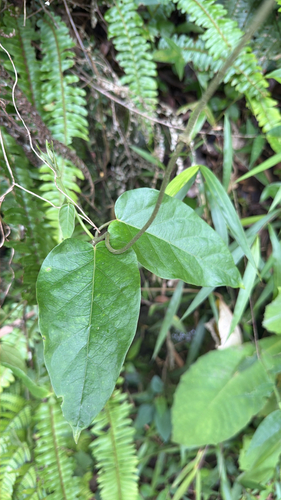 Marsdenia tinctoria, photograph 2