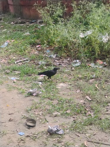 Large-billed Crow