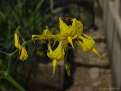 Solanum pimpinellifolium