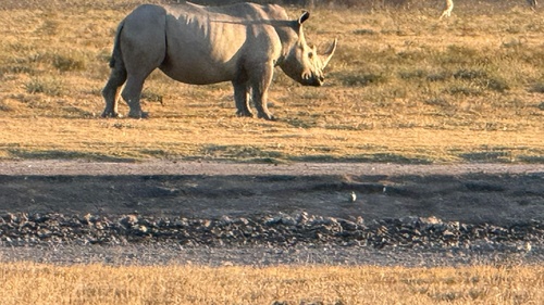 Southern White Rhinoceros