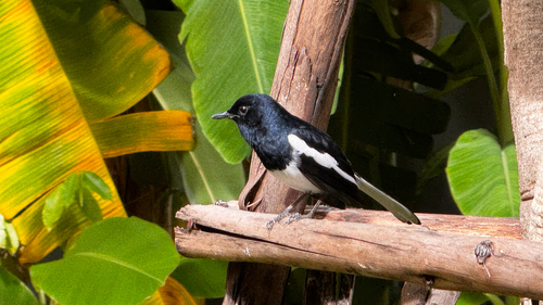 Oriental Magpie-Robin