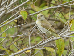Sicalis columbiana