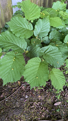 Corylus avellana