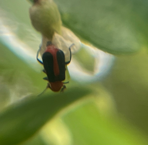Red-sutured Attalus