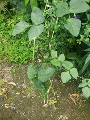 Phaseolus vulgaris
