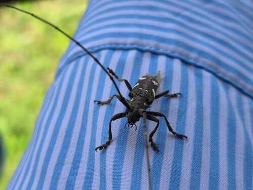 Plagiohammus spinipennis, 2026-06-26