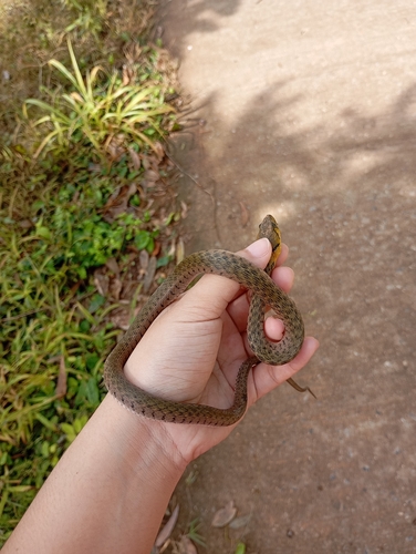 Yellow-spotted Keelback