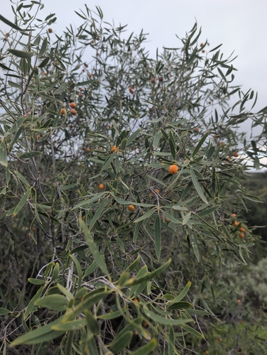 Native apricot