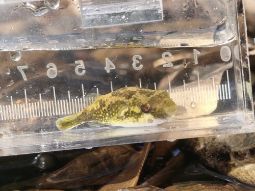 Ocellated pufferfish (Leiodon cutcutia) — Tetraodontidae — 3