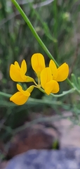 Coronilla