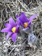 Pulsatilla halleri
