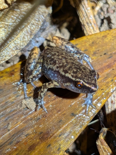 Rain Frog, Austrochaperina pluvialis
