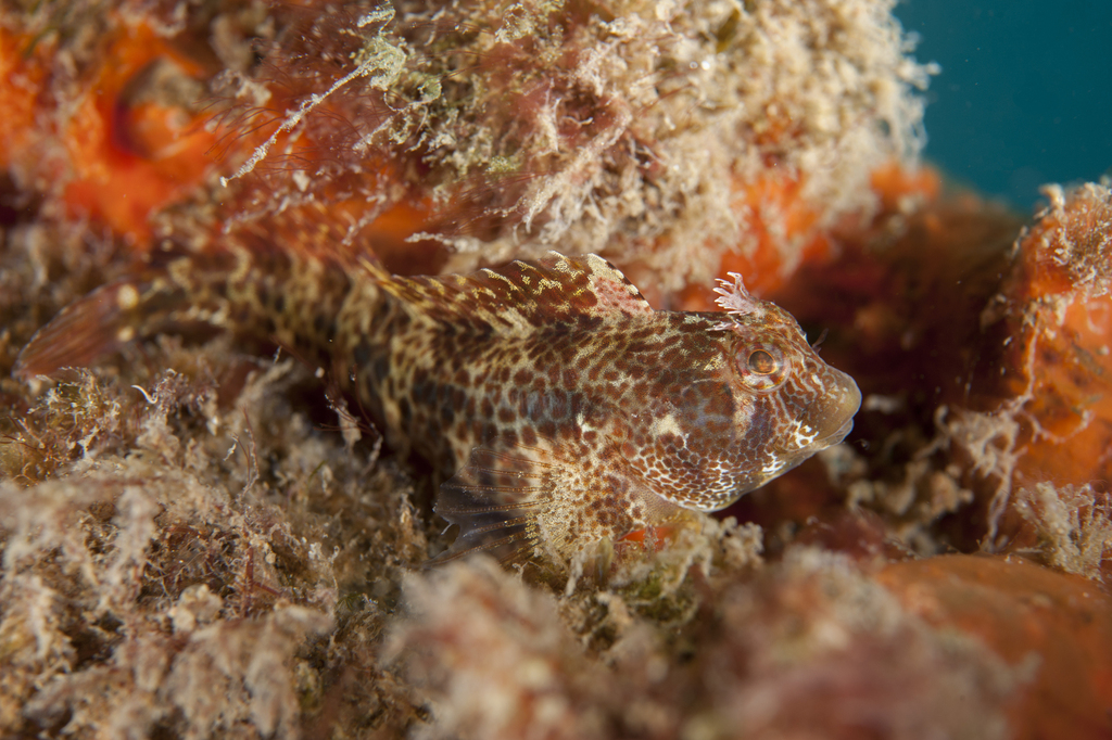 Tasseled Blenny