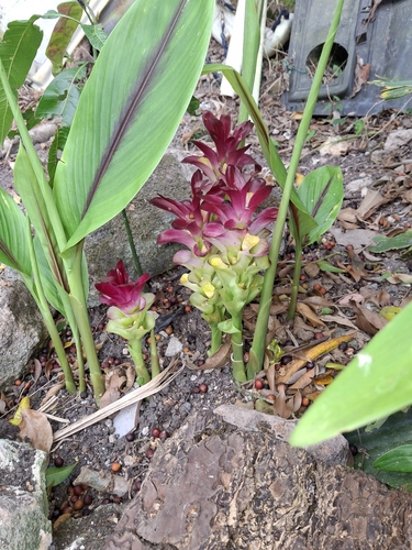Curcuma longa observed 2026-06-20