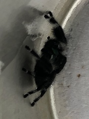 Phidippus audax