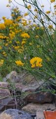 Coronilla